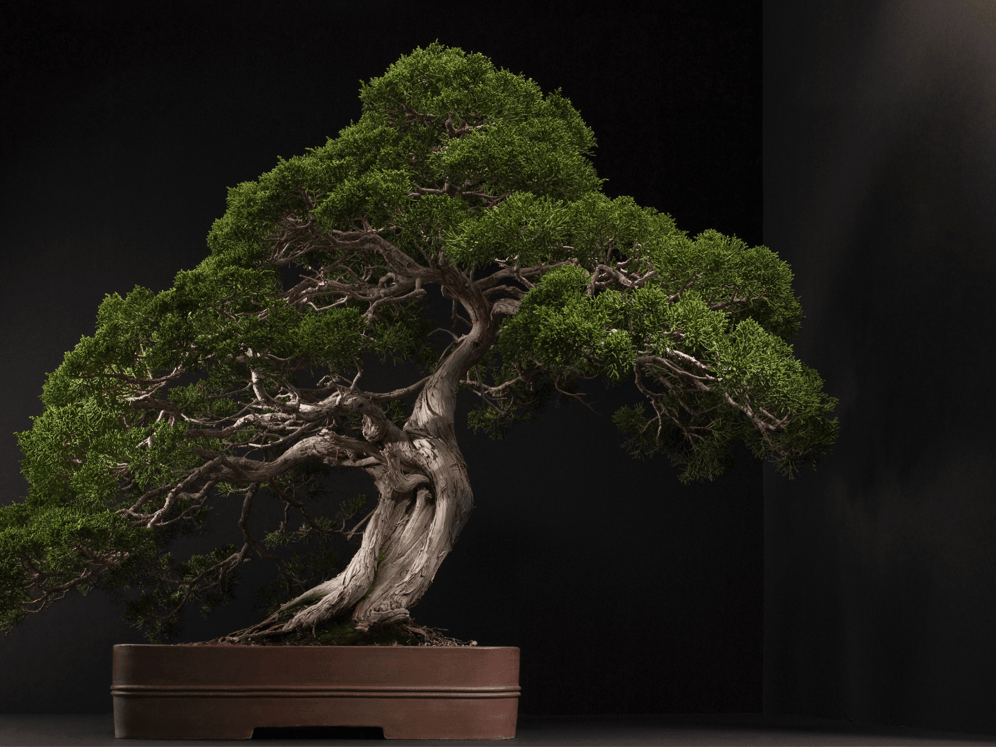 Bonsai for beginners