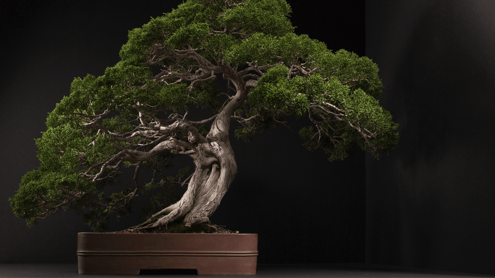 Bonsai for beginners