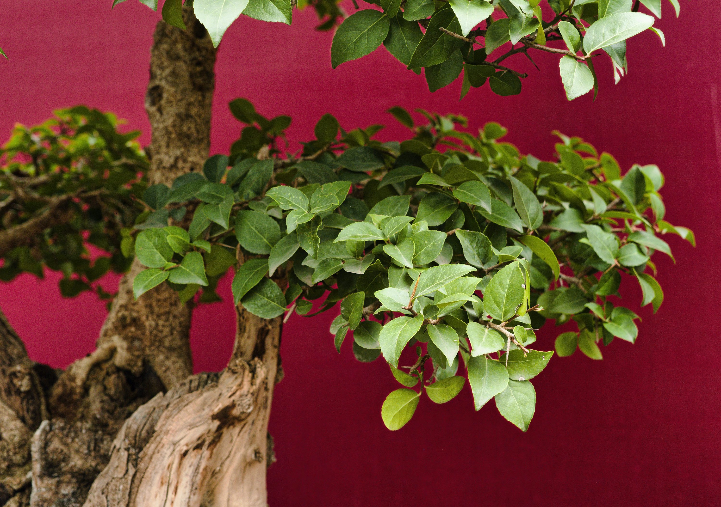 Bonsai for Beginners: How to Choose and Care for Your First Tree