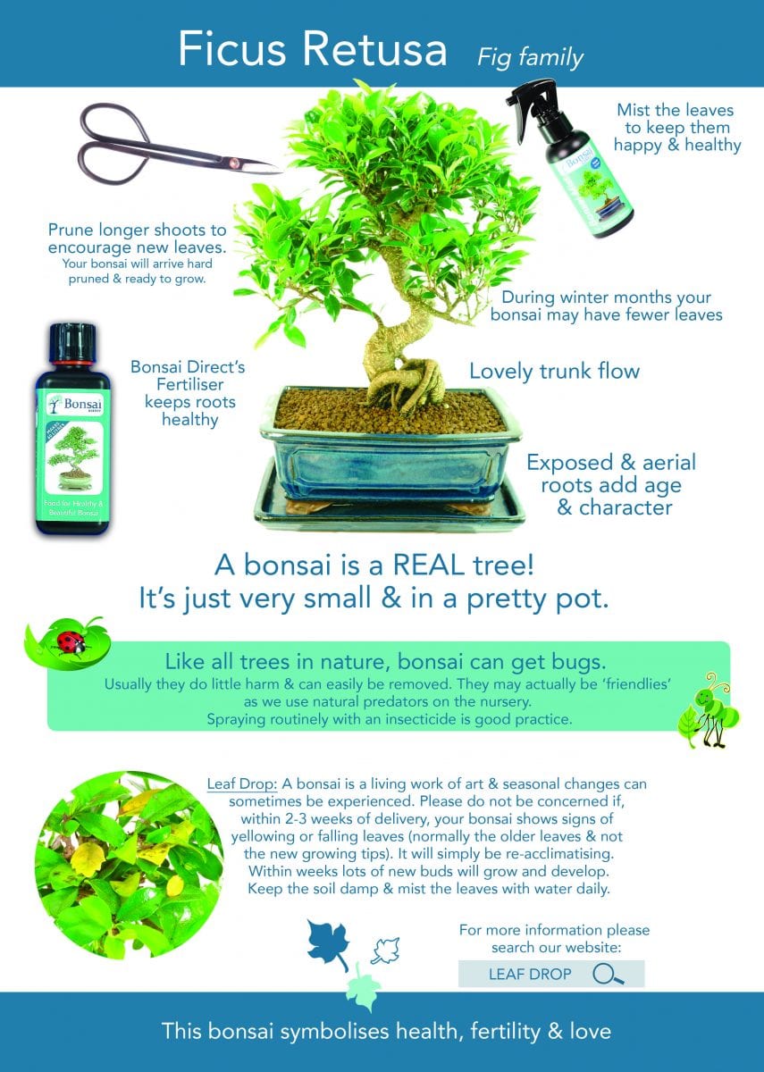 Ficus bonsai pruning: Before & after showing branch removal for shaping.