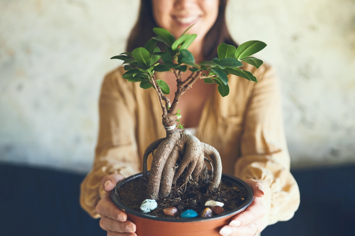 Bonsai for beginners