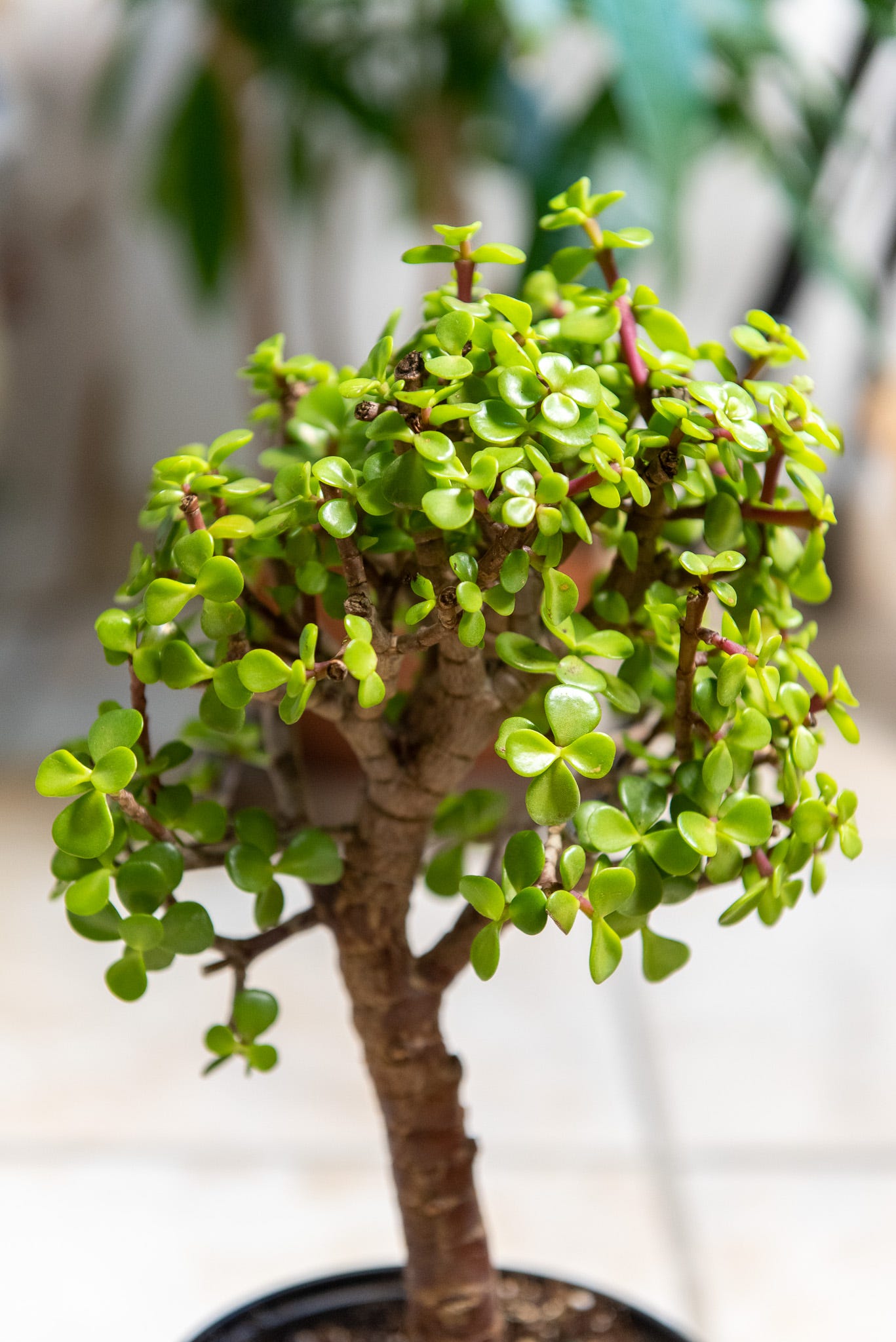 Bonsai for beginners