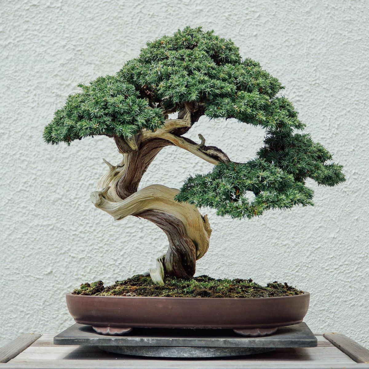 Best Indoor Bonsai Trees for Beginners in 2026: Top 7 Low-Maintenance Species That Thrive Indoors