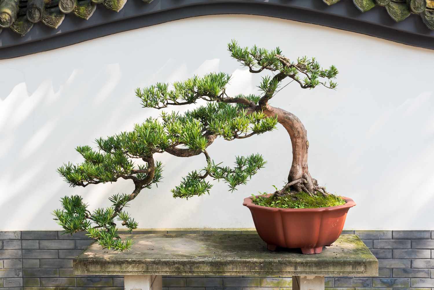 The 2026 Indoor Bonsai Revolution: Top 5 Low-Maintenance Trees for Urban Beginners