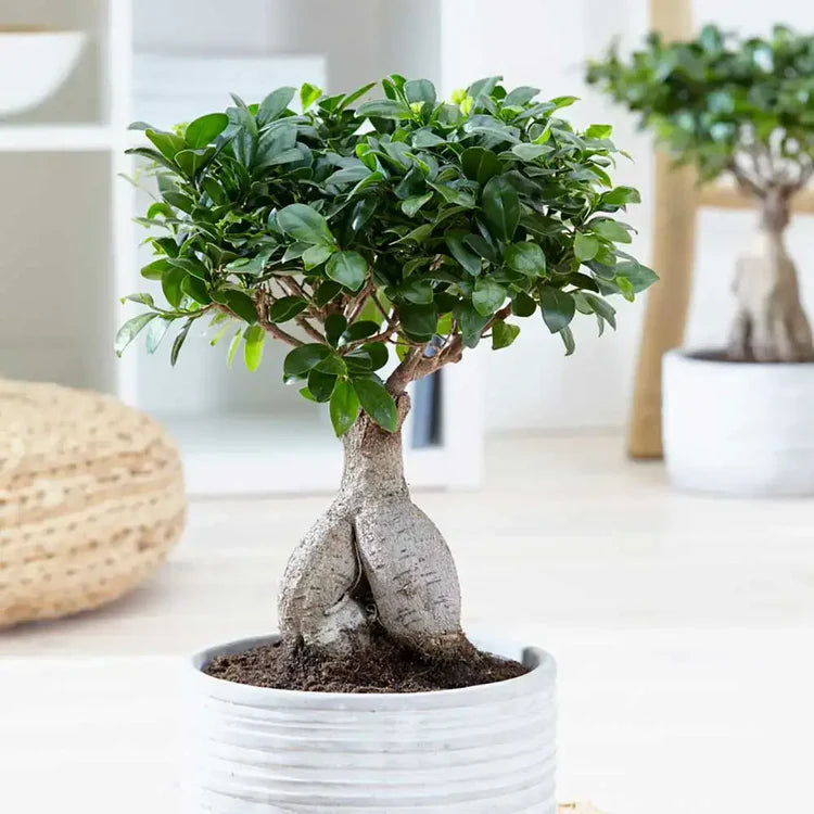 The Indoor Bonsai Revolution