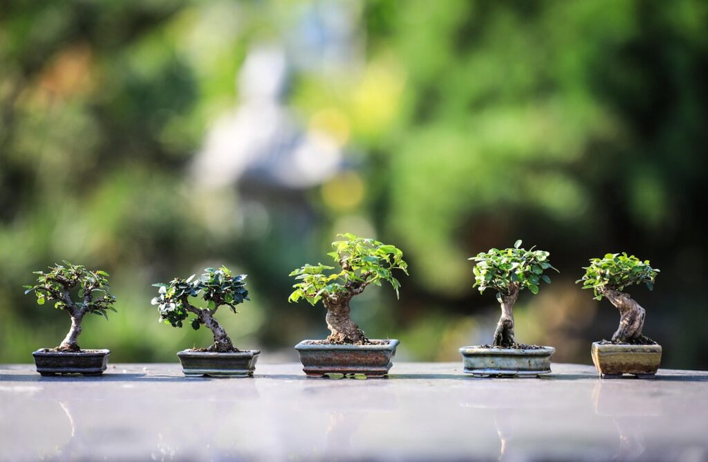 Best Bonsai for Beginners: 5 Low-Maintenance Species