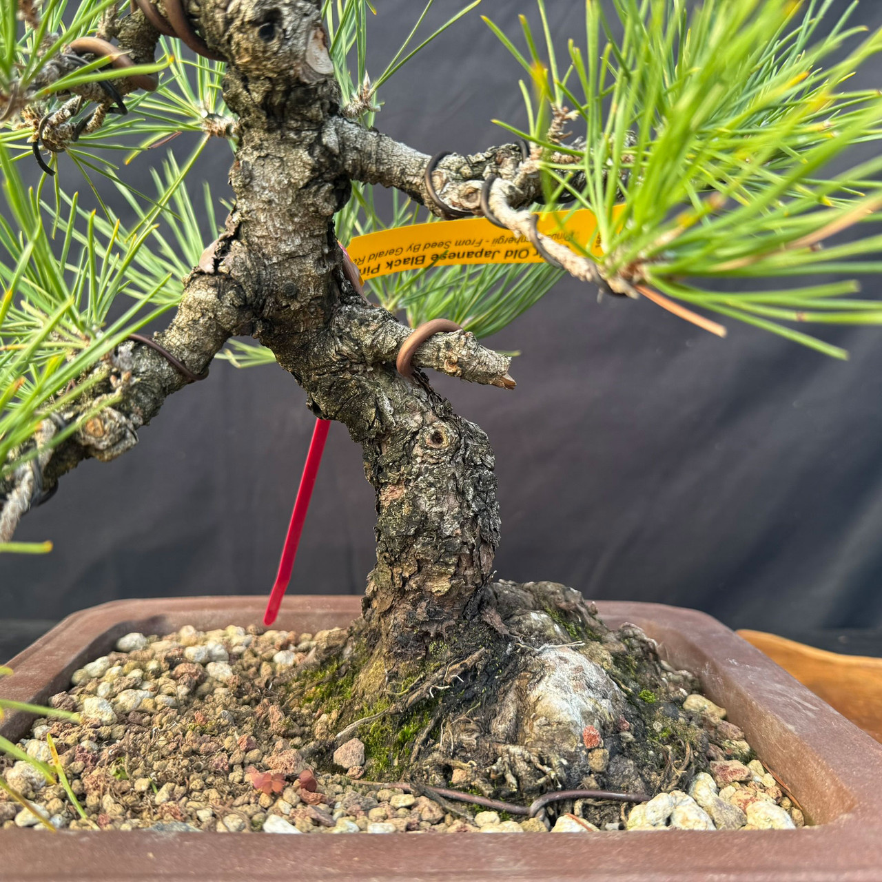 Bonsai for beginners