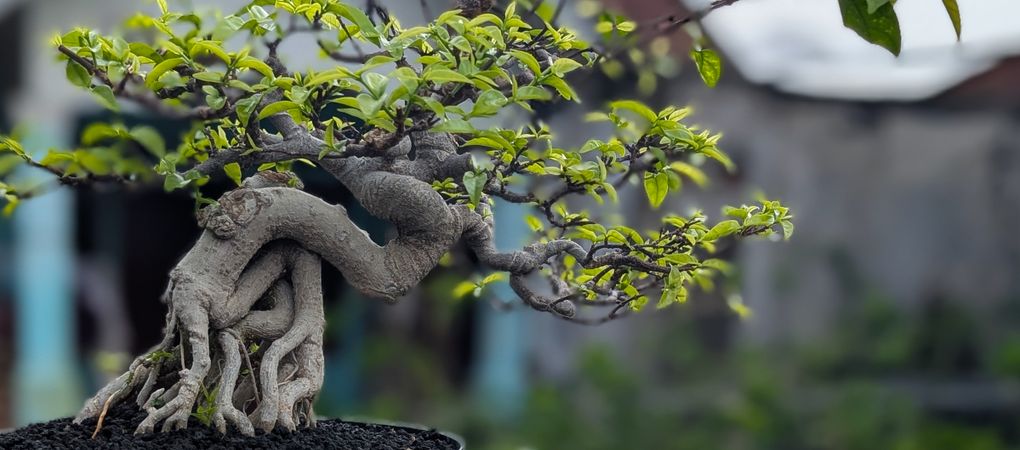 Bonsai for beginners