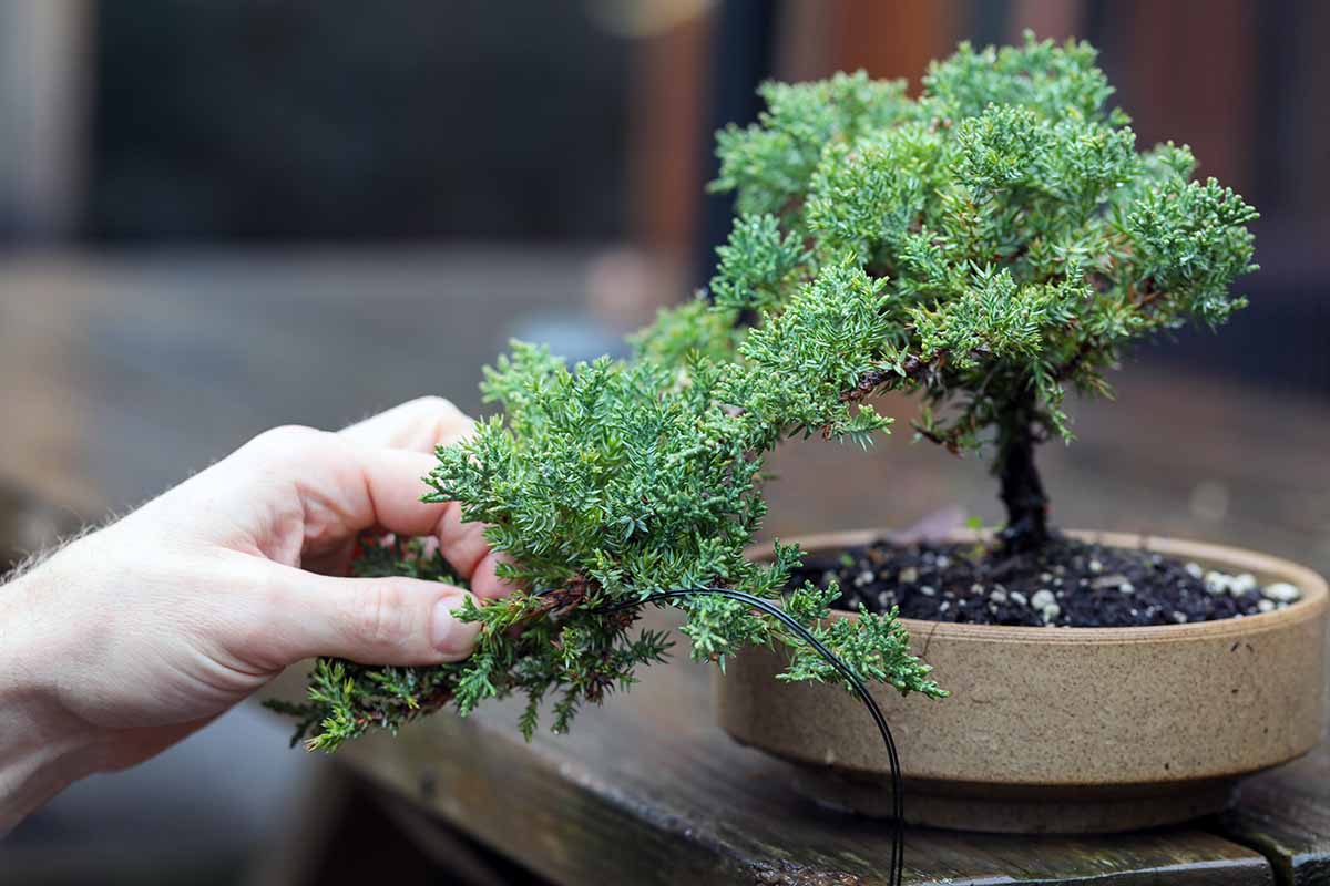 2026 Ultimate Bonsai Tree guide for Beginners: Choosing, Care, and Maintenance