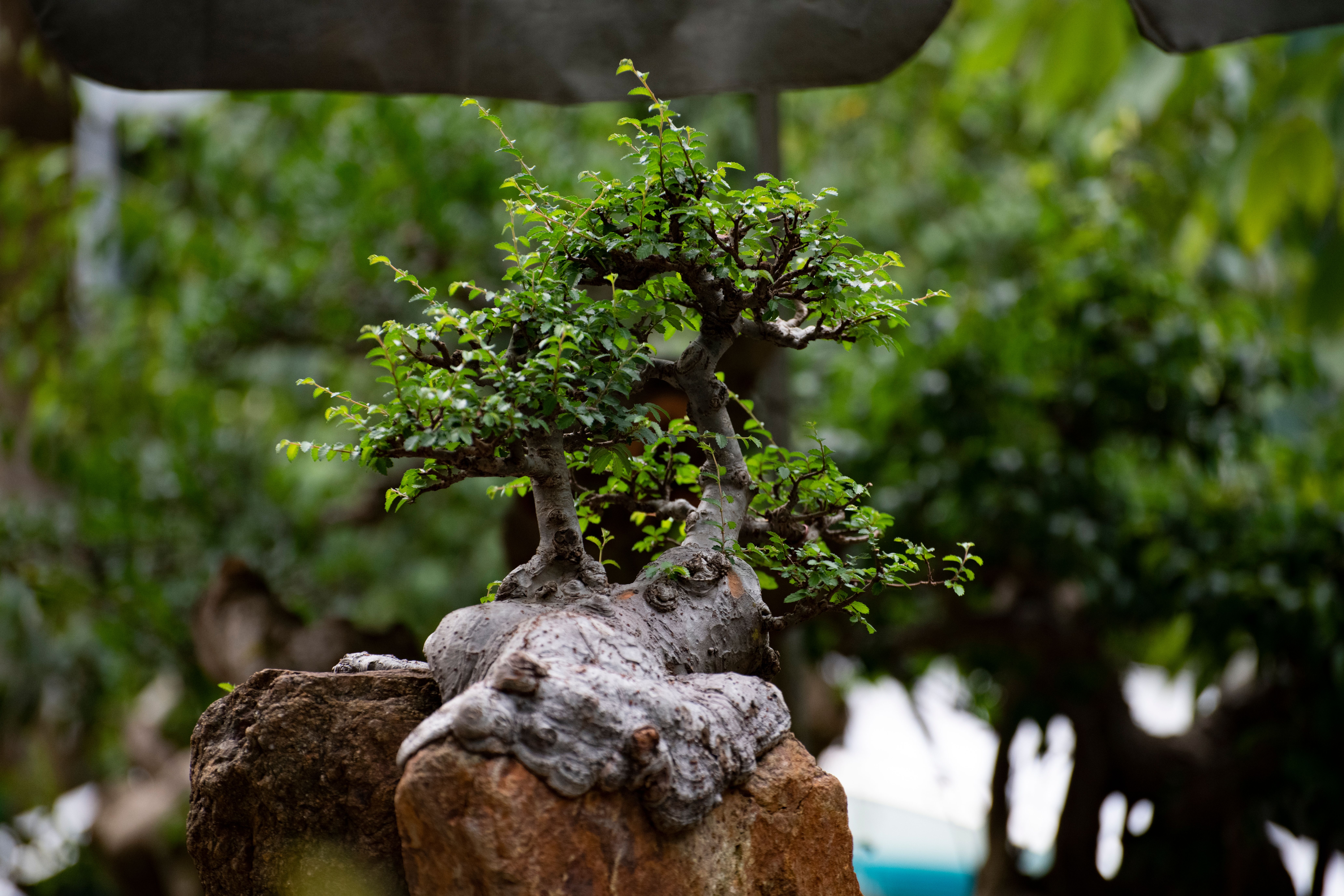 Bonsai for beginners
