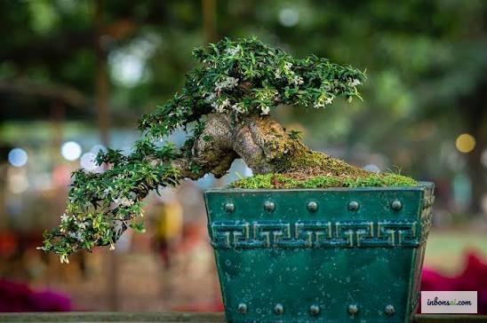 Bonsai for beginners