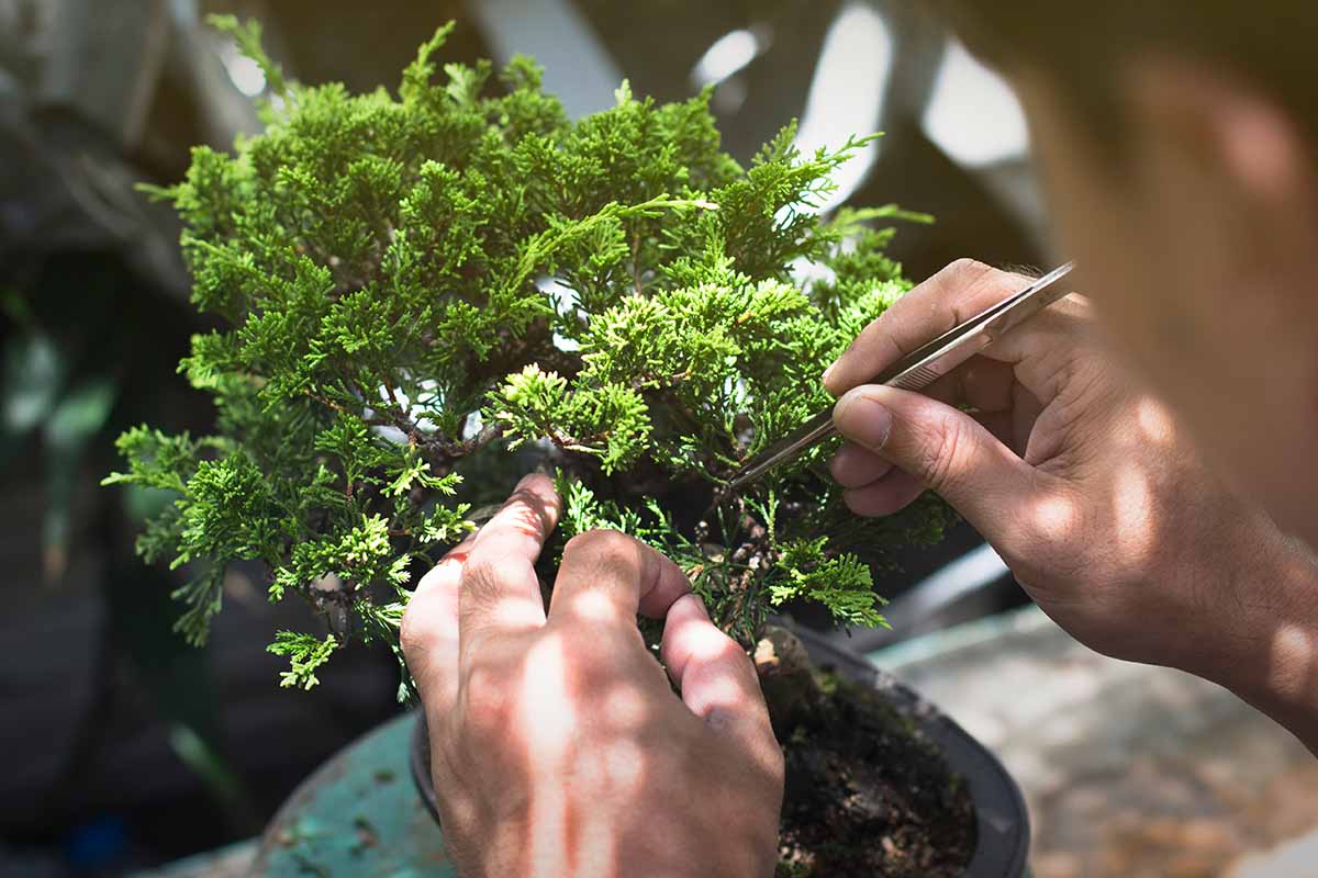 Bonsai for beginners