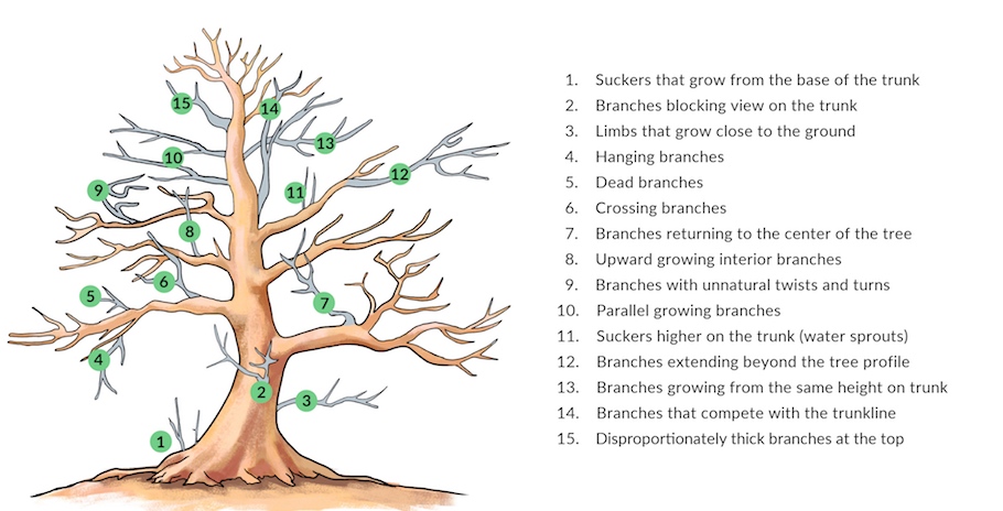 Bonsai pruning before & after: Learn essential techniques for healthy indoor bonsai.