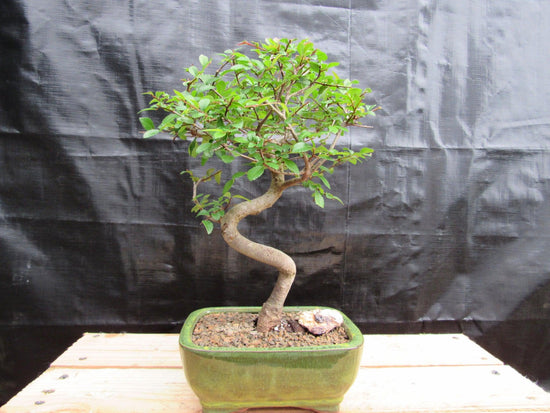Best Indoor Bonsai Trees for Beginners in 2026: Complete Guide to Low-Light Varieties