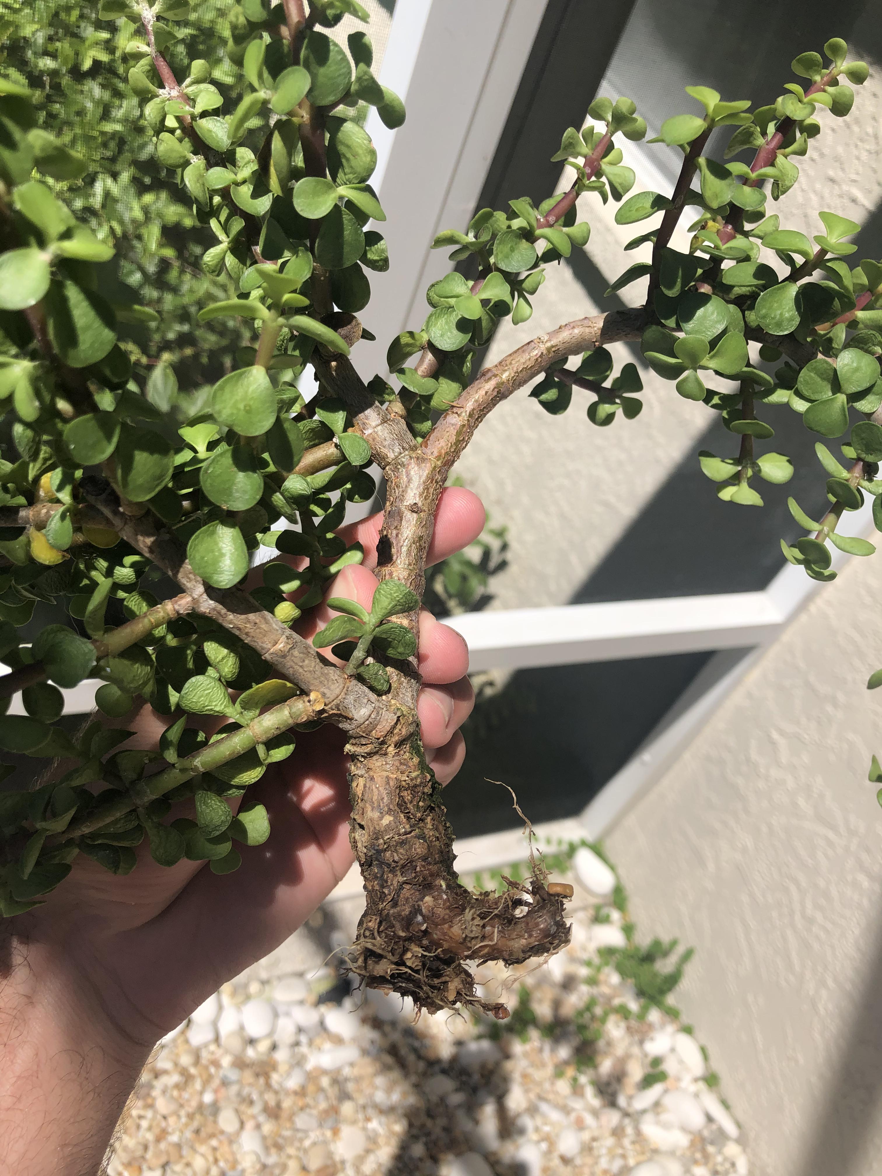 Bonsai Watering Mistakes That Kill Trees: Complete 2026 Guide to Proper Watering Techniques