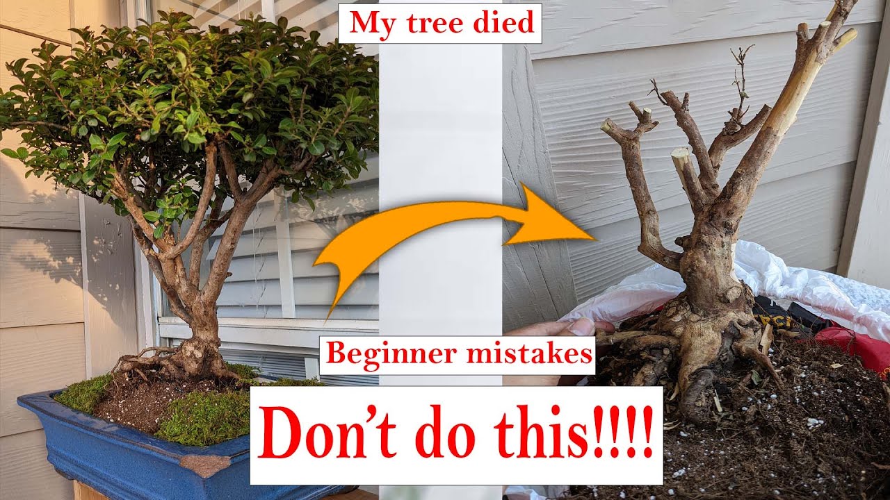 Common Bonsai Mistakes in 2026: What New Enthusiasts Get Wrong and How to Fix Them