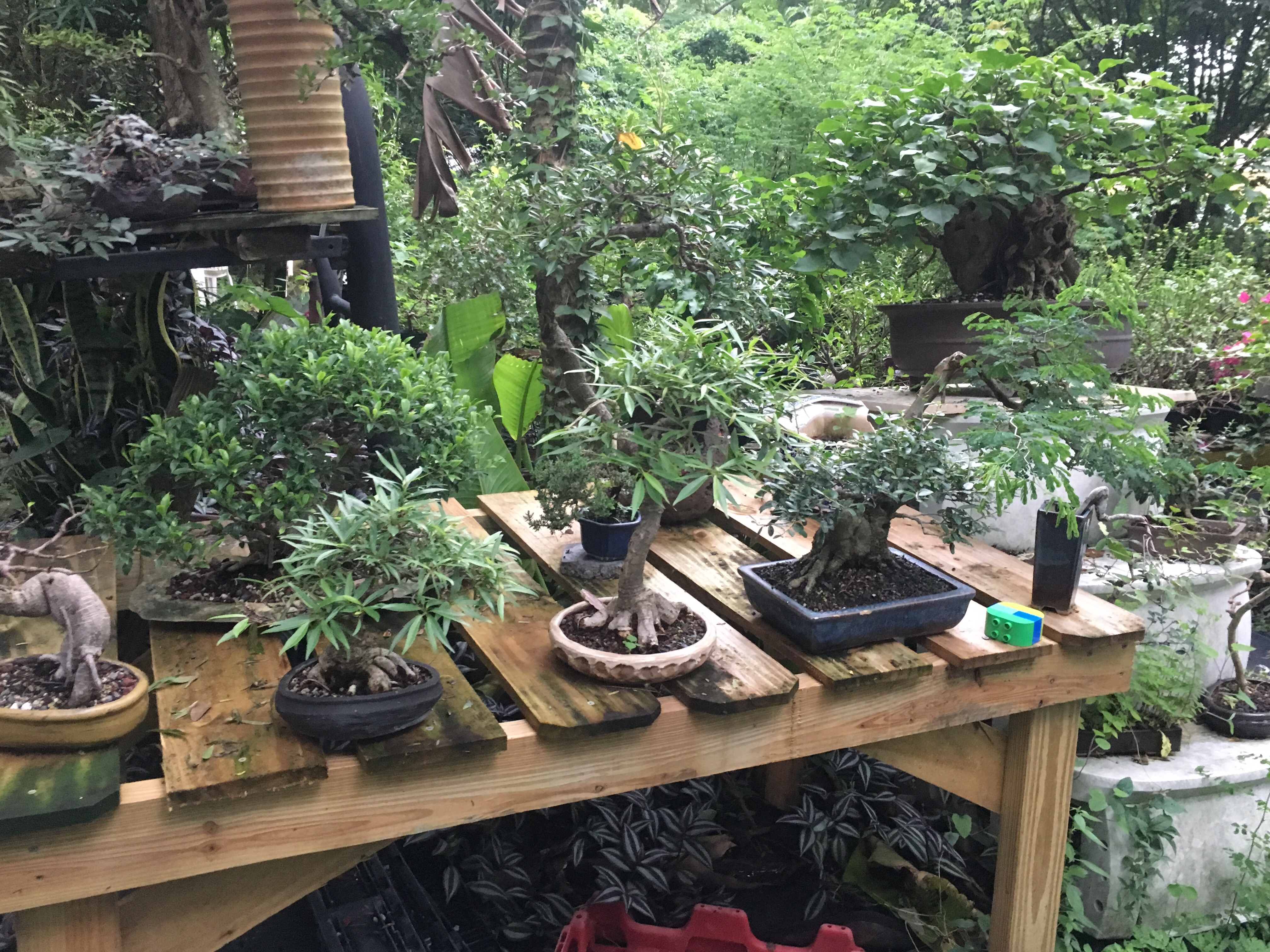 Bonsai storm protection: staking, guy wires, & sheltered locations.