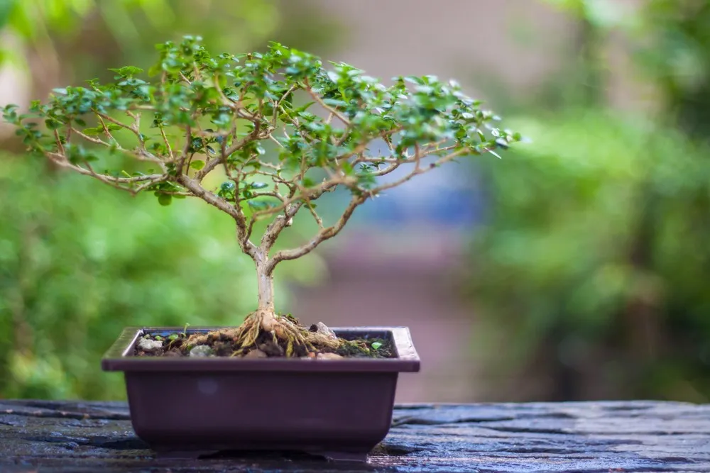 Climate Change and Bonsai: Adapting Your Bonsai Tree Care Routine for 2026's Weather Patterns