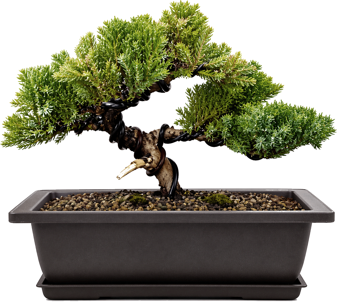 Bonsai for beginners