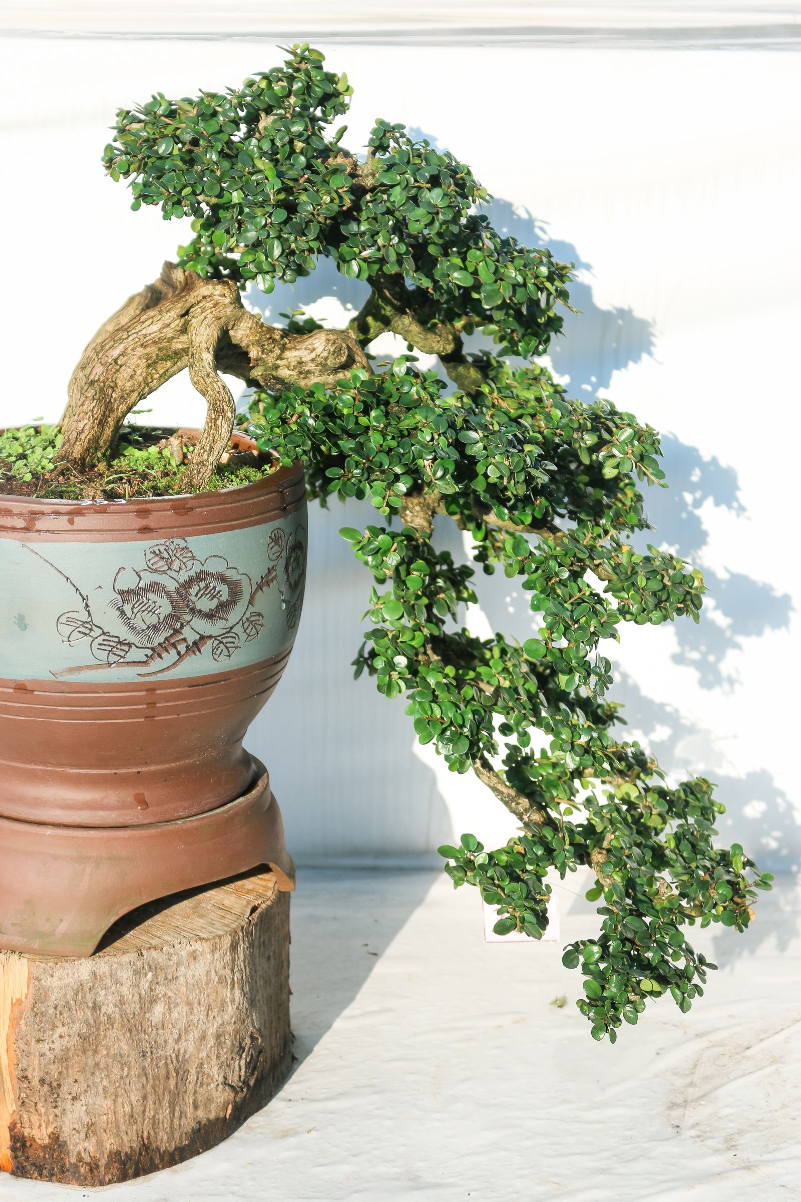 Bonsai for beginners