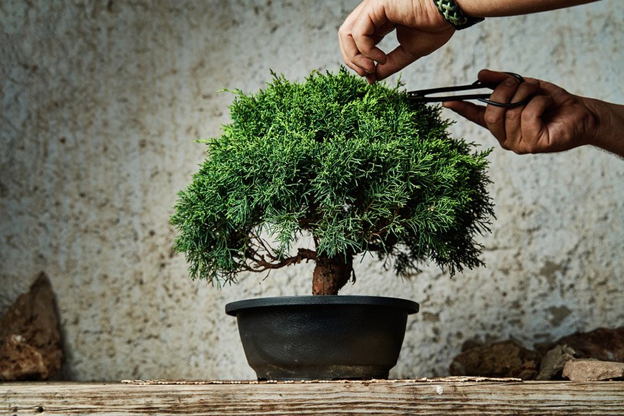 Bonsai for beginners