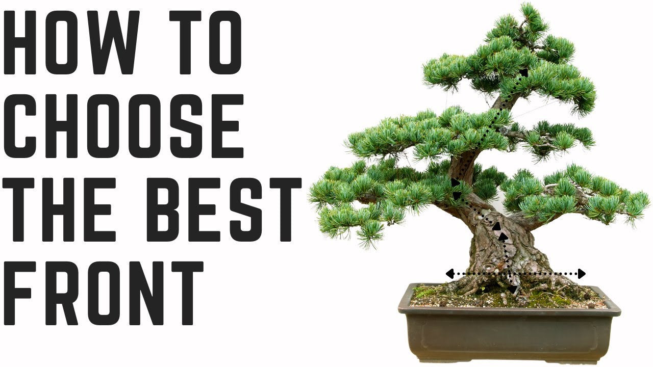 The 2026 guide to Choosing the Perfect Bonsai Tree for Beginners: Top Low-Maintenance Types & Care Tips