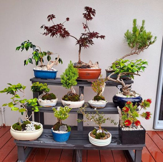 The to Choosing the Perfect Bonsai Tree for Beginners