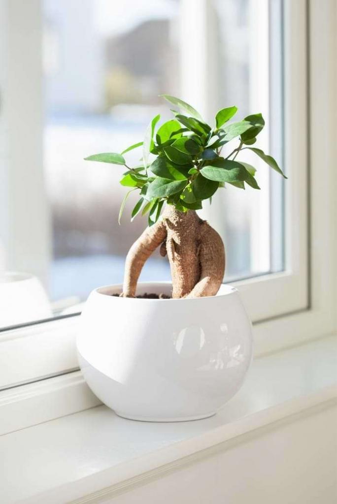 Smart Bonsai Care: How AI and IoT Tools Are Revolutionizing Bonsai Tree Maintenance in 2026