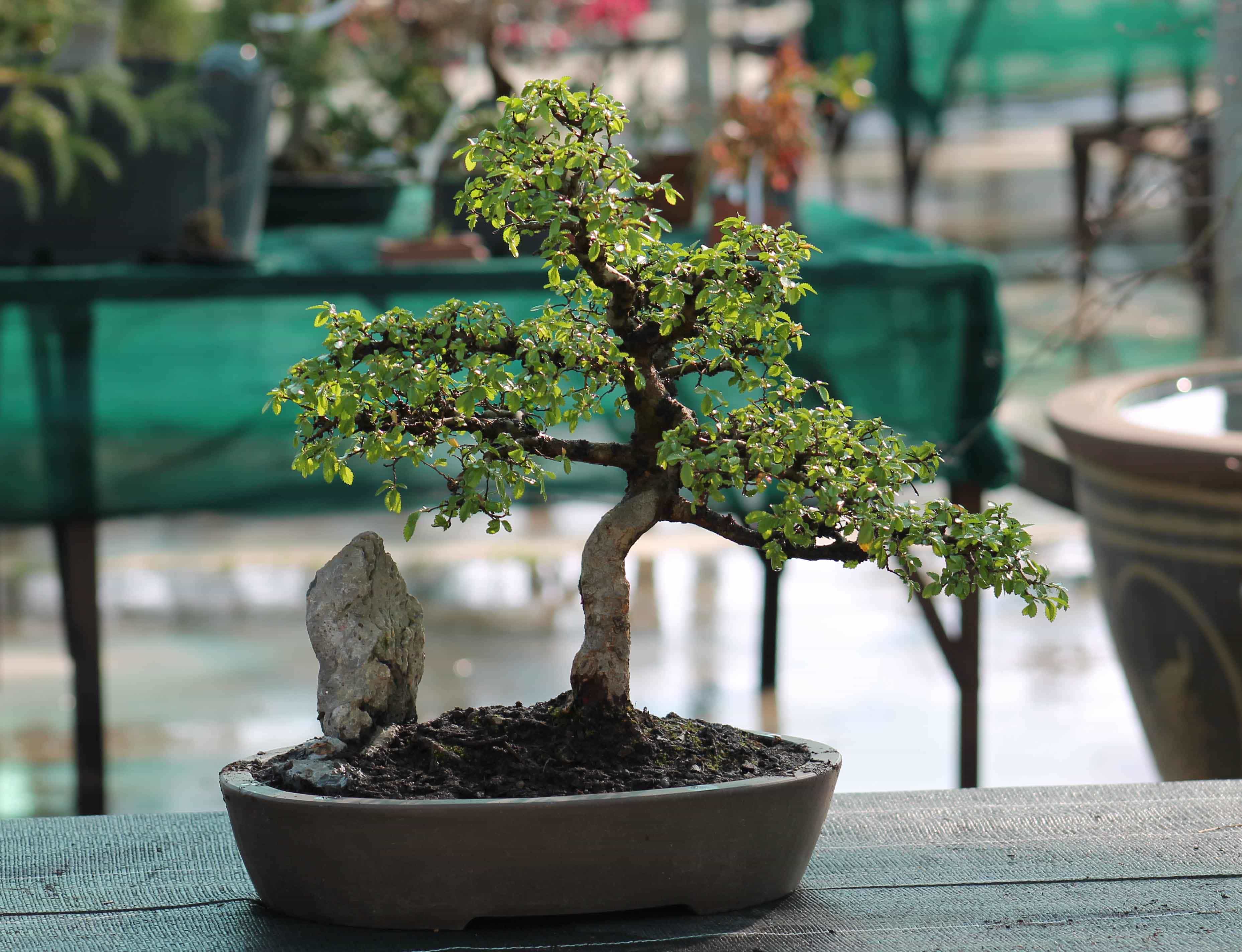 Best Bonsai for Beginners: 6 Low-Maintenance Trees to Start With