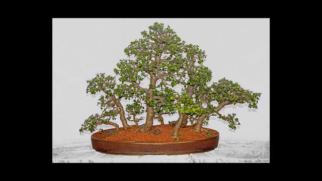 Best Bonsai Trees for Beginners: 6 Easy-Care Choices