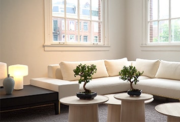 Five best indoor bonsai trees for beginners including Ficus, Jade Plant, Chinese Elm, Schefflera and Fukien Tea