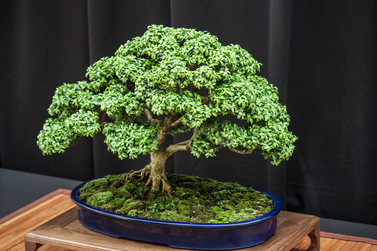 5 Best Indoor Bonsai Trees for Beginners in 2024: Complete Care Guide