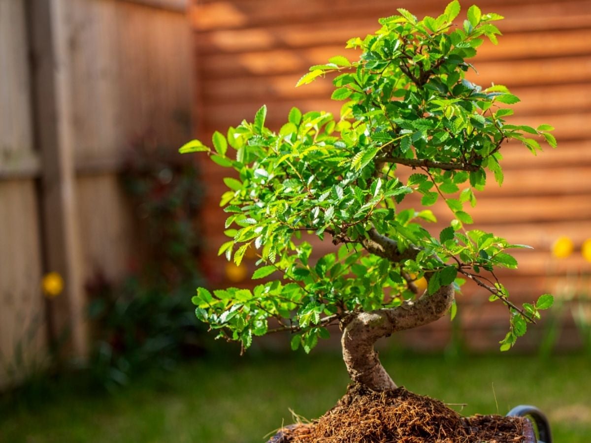 5 Easy Bonsai Trees for Beginners: Low-Maintenance Picks for 2026