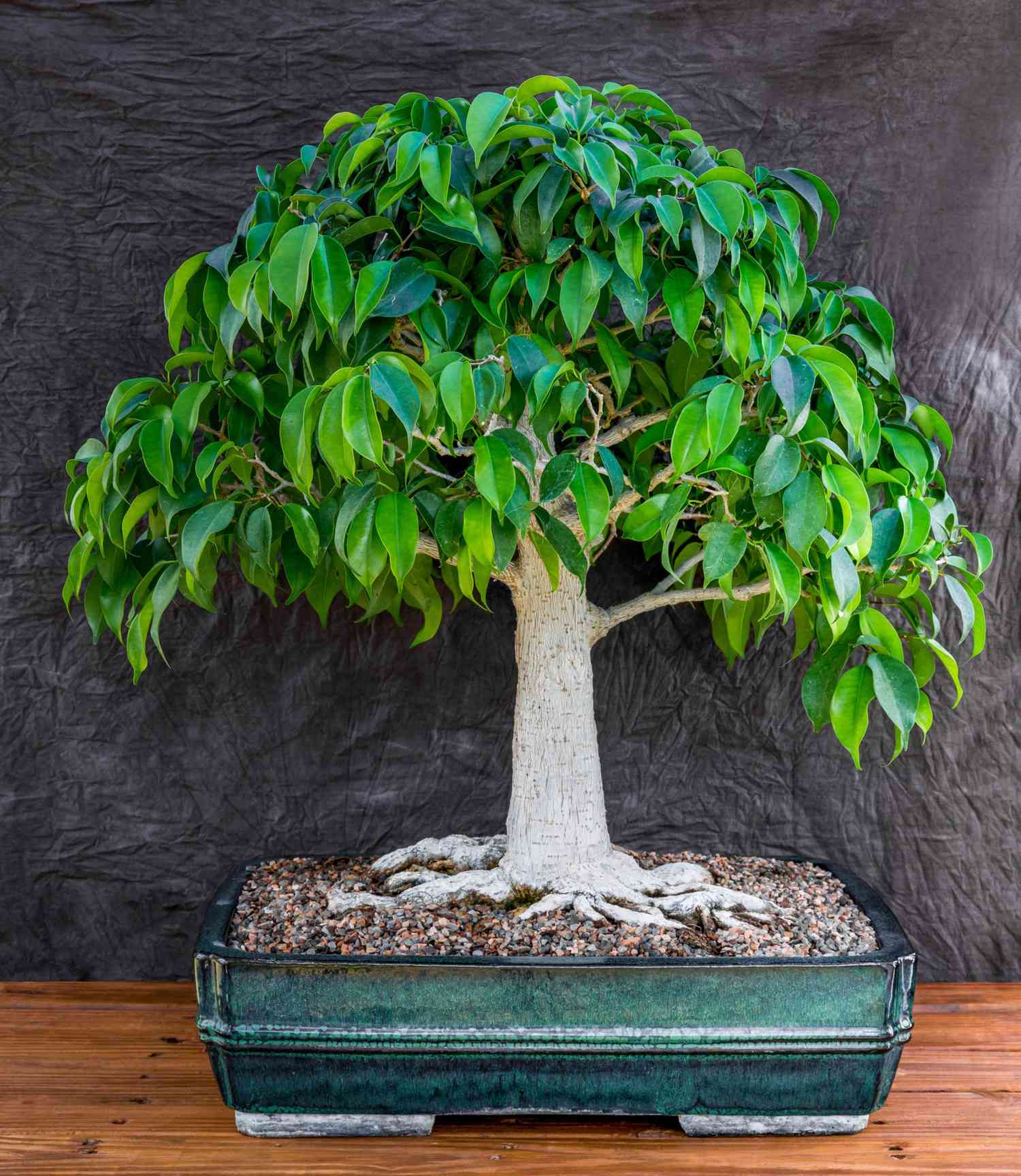 Best Indoor Bonsai Trees for Beginners in 2026: Complete Care Guide for Small Spaces