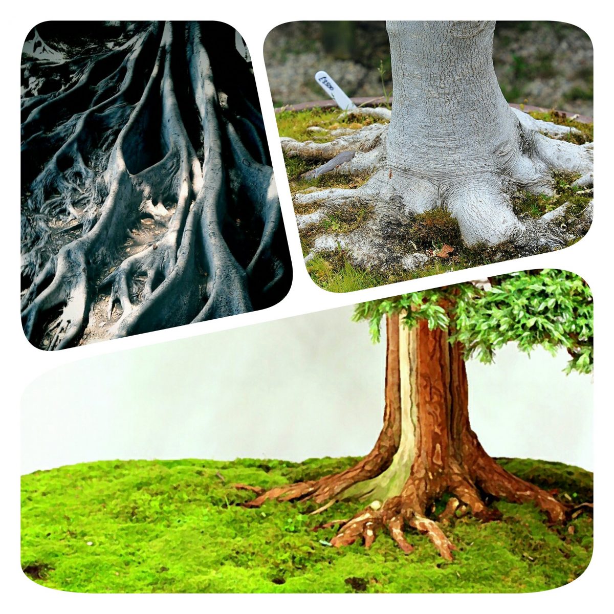 Bonsai root flare comparison: healthy vs. hidden roots for beginner styling