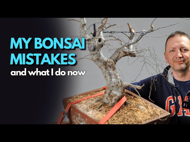 Bonsai styling: Straight vs. curved trunk - avoid common beginner mistakes.