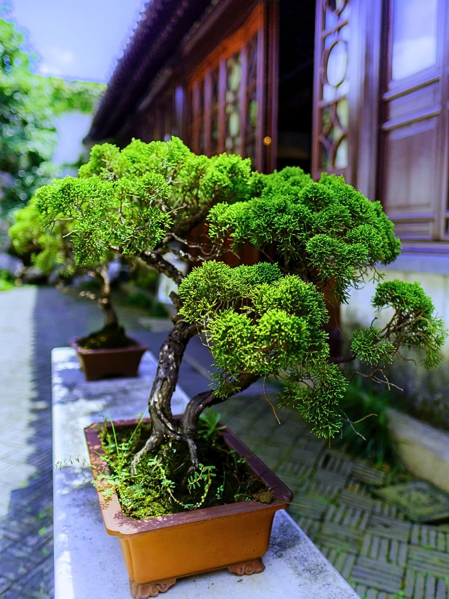 Micro Bonsai Trend 2026: Growing Ultra-Small Bonsai Trees in Apartments and Small Spaces