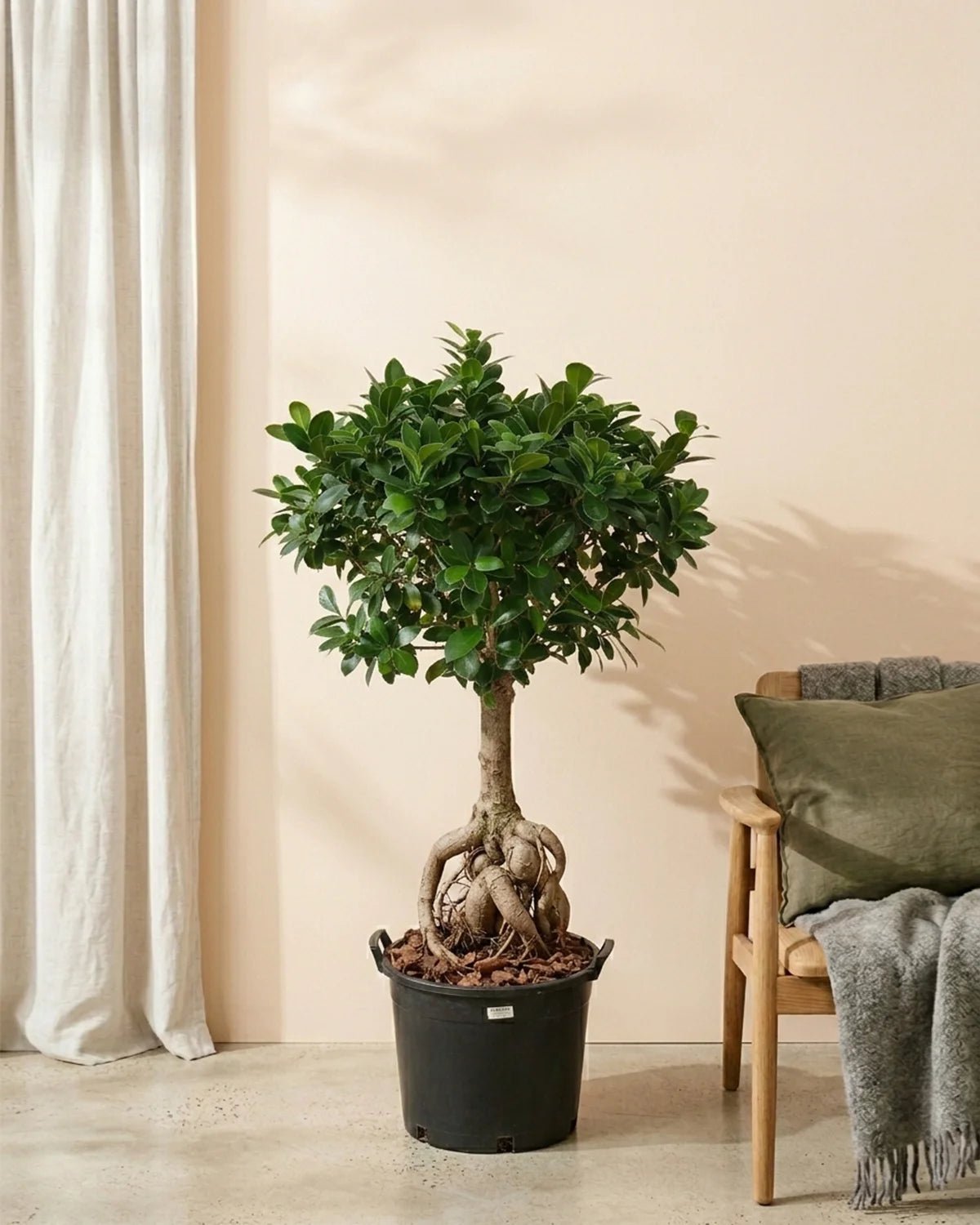 The Indoor Bonsai Boom