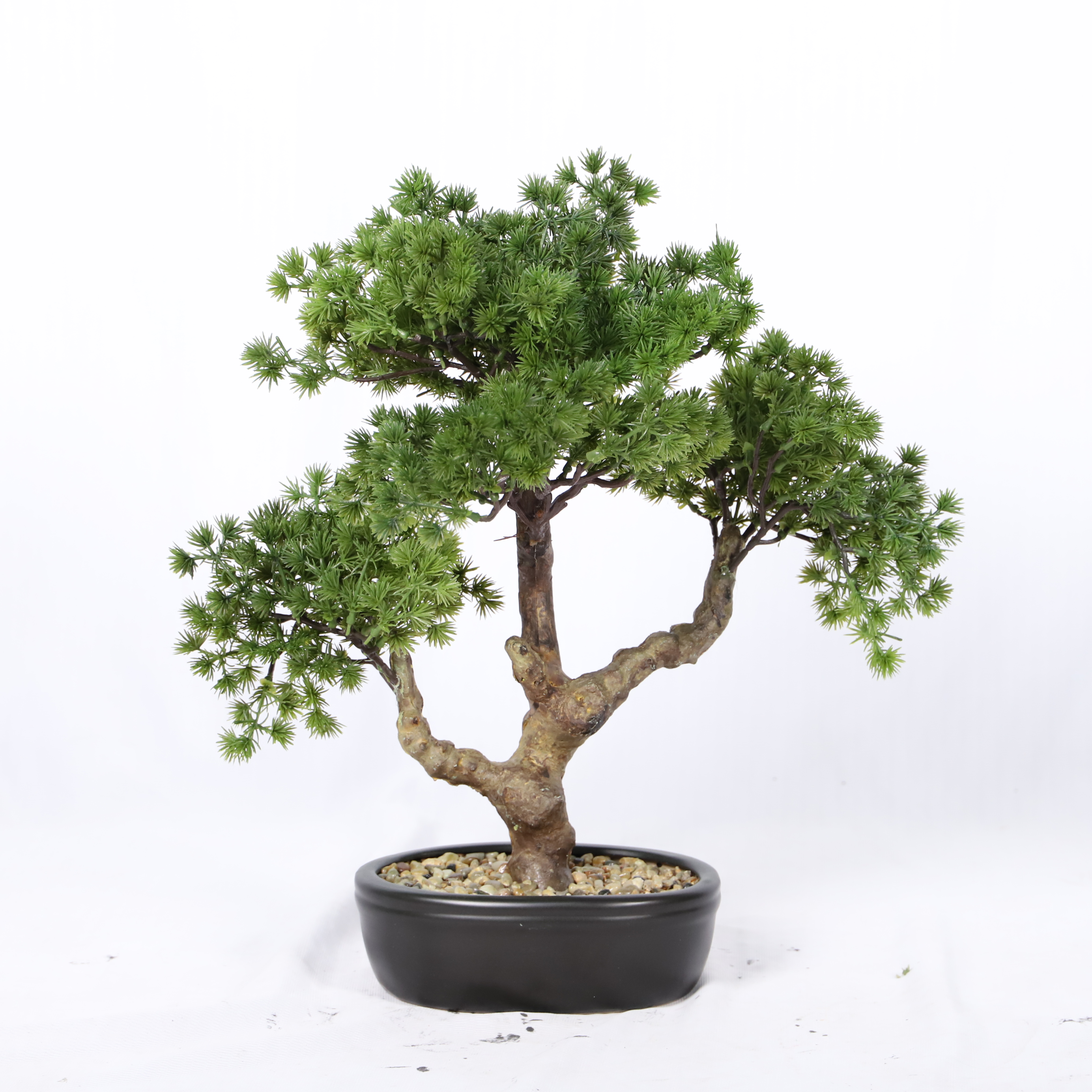 The Indoor Bonsai Boom