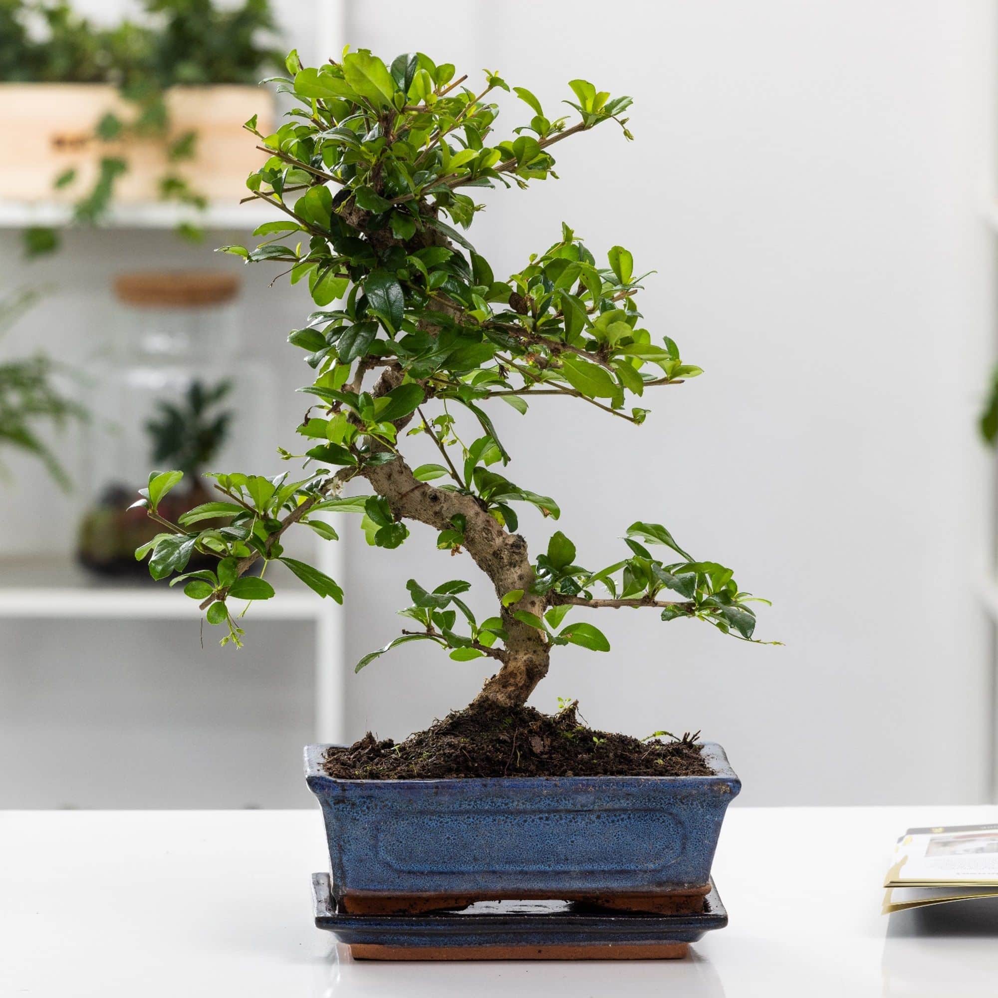 The Indoor Bonsai Boom