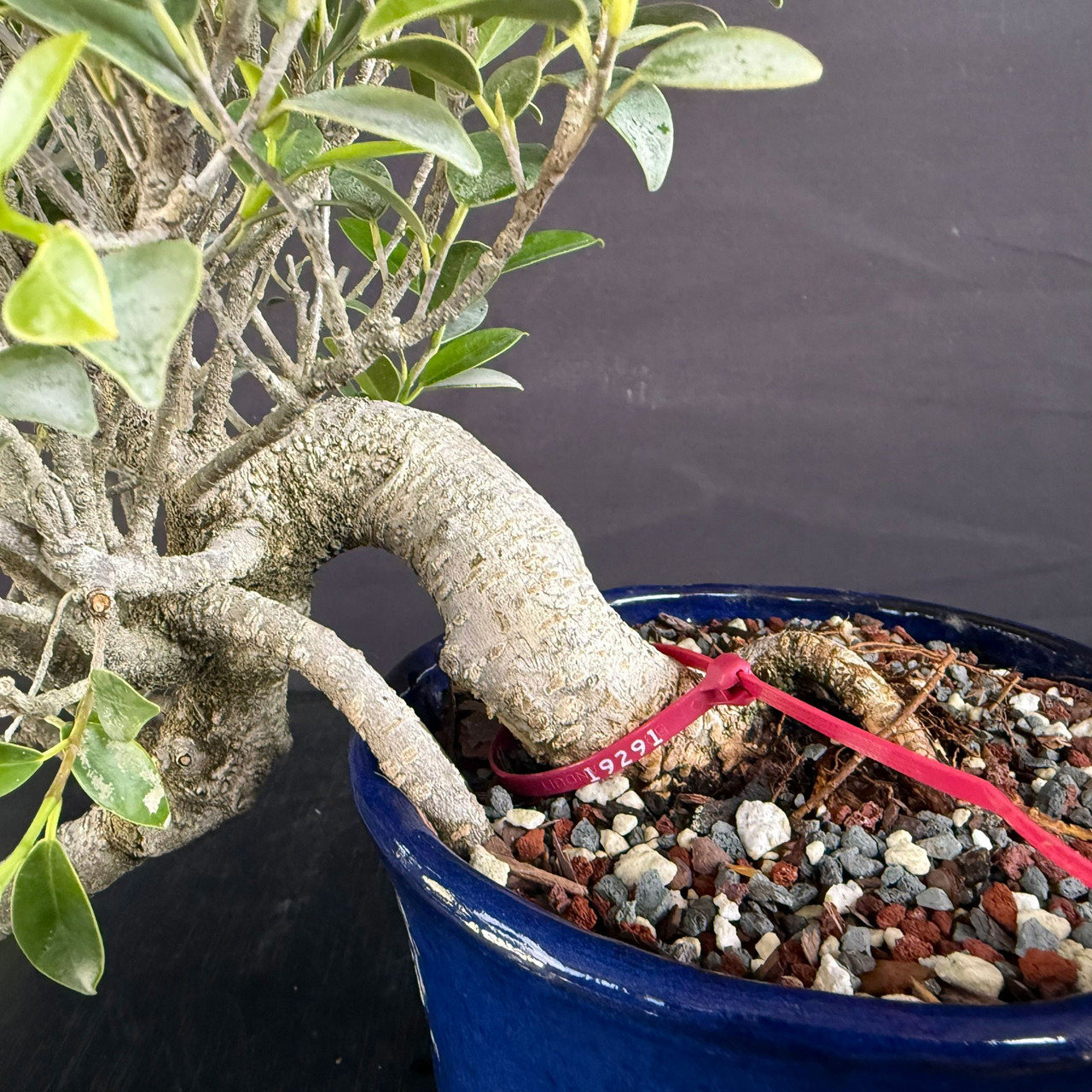 Tiger Bark Ficus Cascade Bonsai | Rare Handpicked Tree | Bonsai Outlet