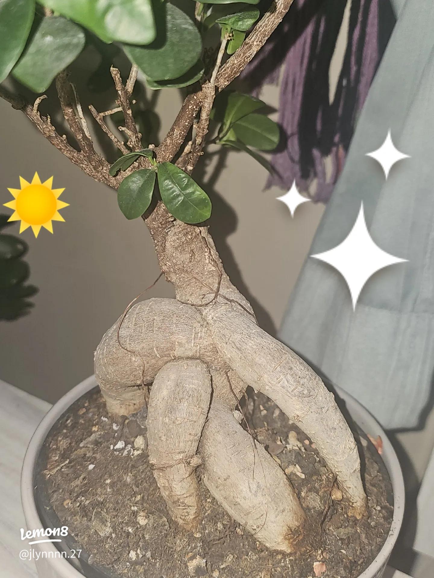 Bonsai: The 'Tree in a Pot' for Peace & Focus