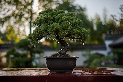 Bonsai for Beginners: How to Choose, Plant, and Care for Your First Tree