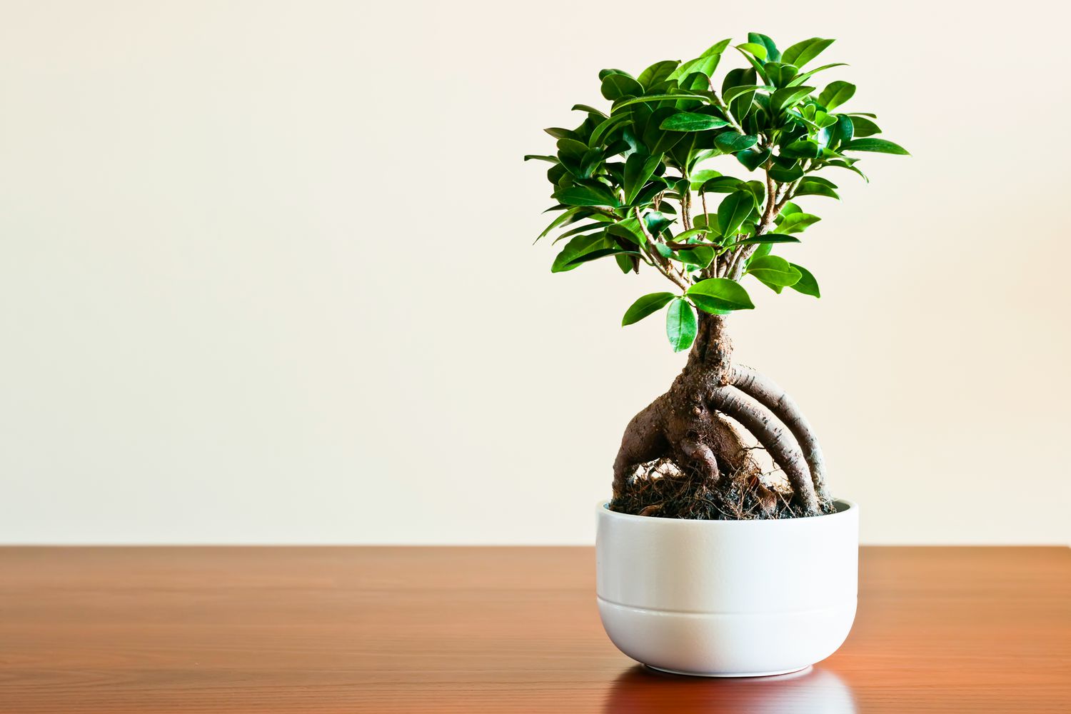 Best Bonsai Trees for Beginners: Top Picks and Care Tips