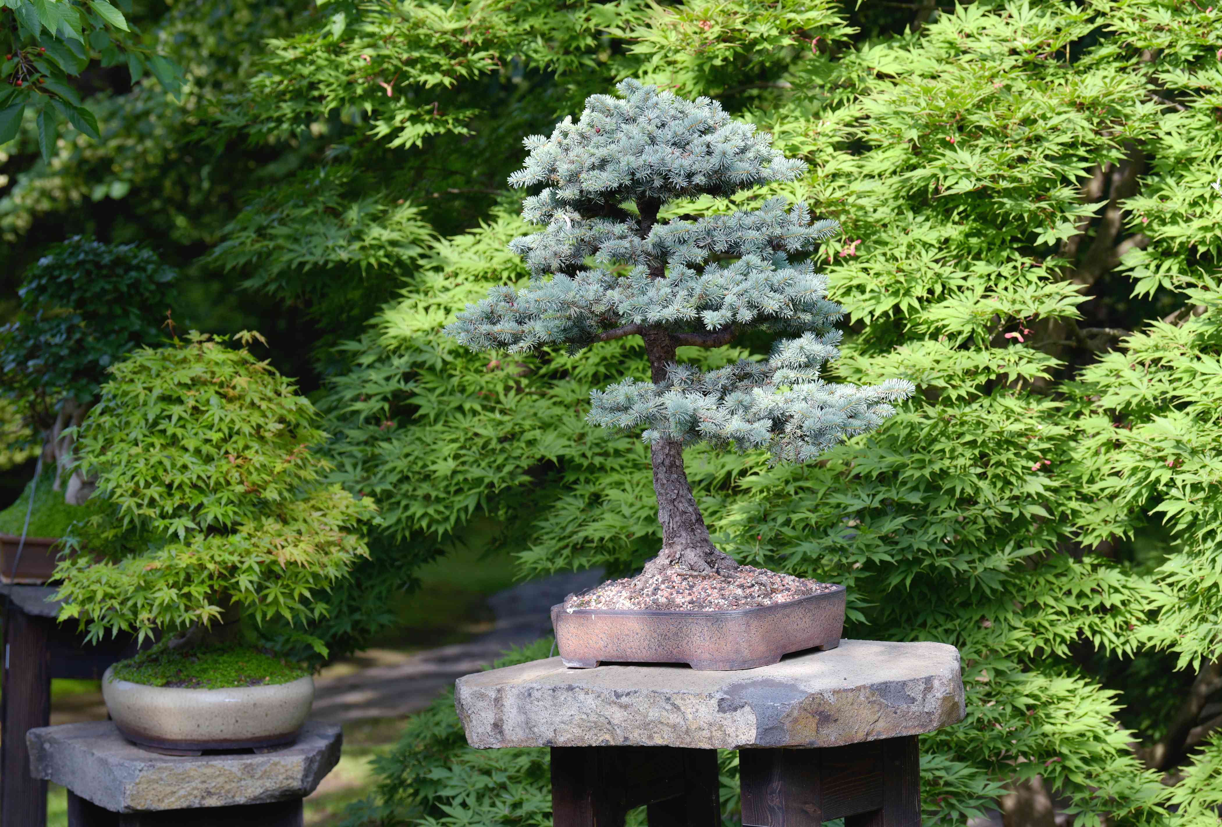 5 Low-Maintenance Bonsai Tree Types for Beginners