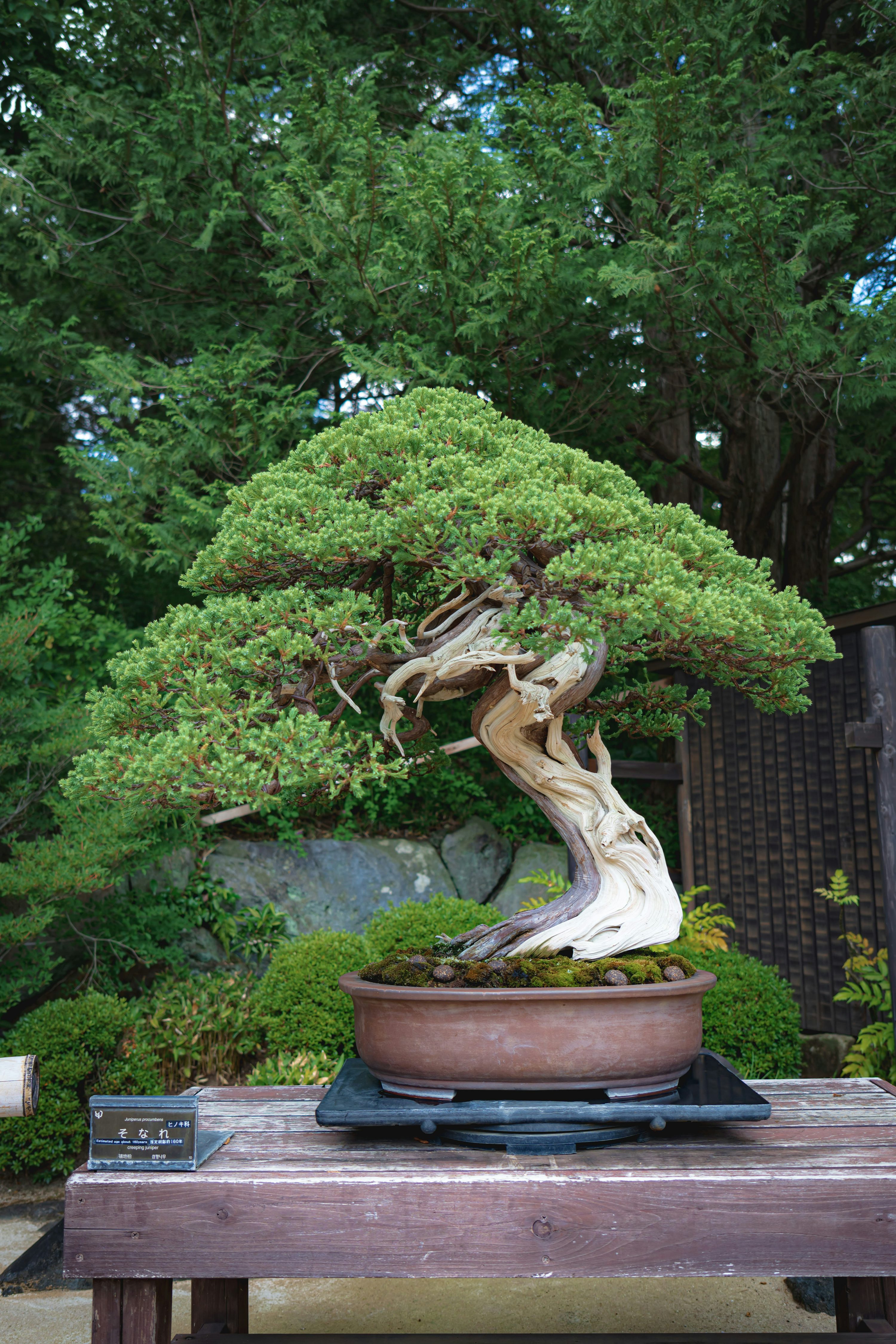 Bonsai Tree
