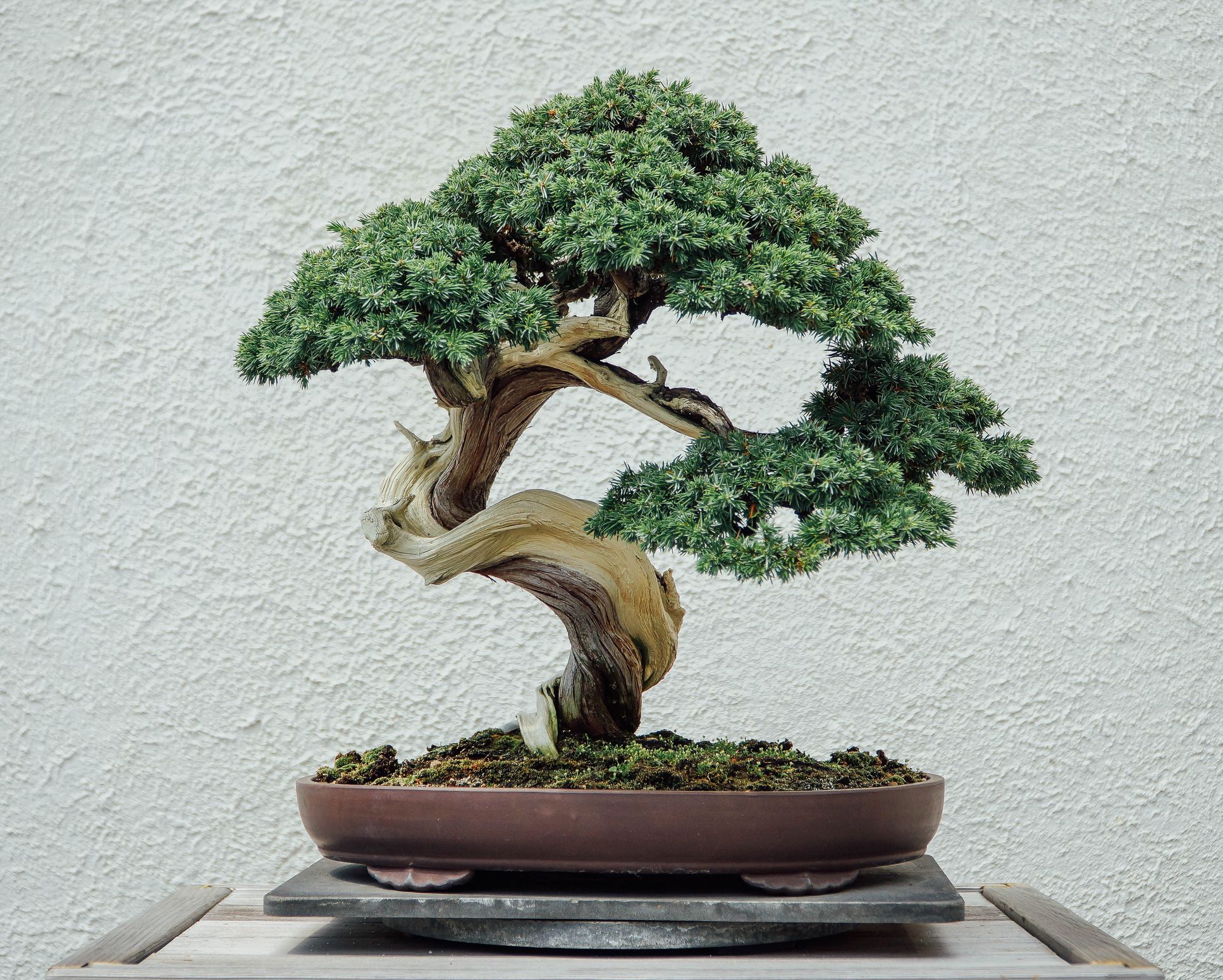 2026 Ultimate Bonsai Tree guide: Choosing the Best Beginner Species & Care Tips