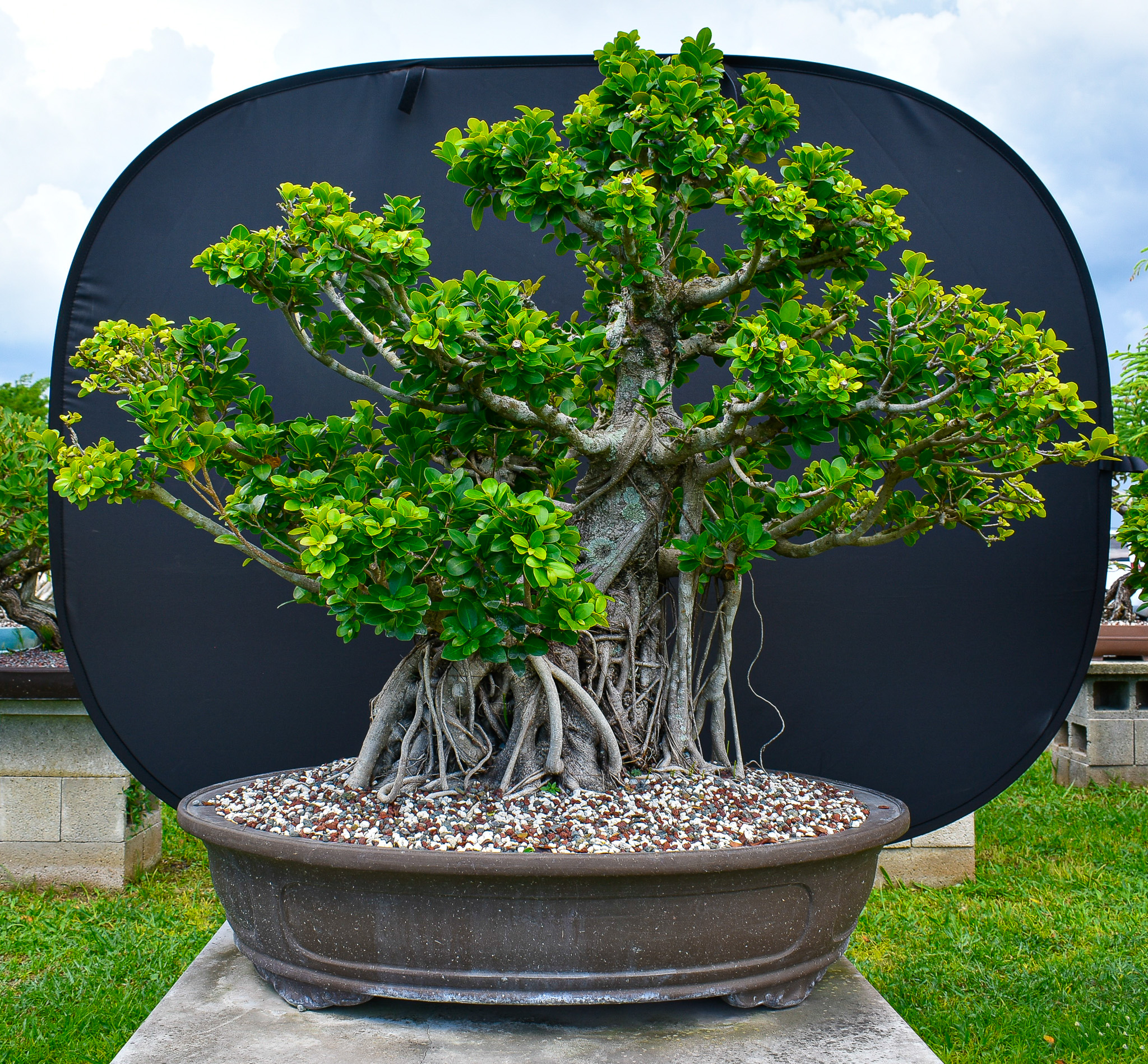Repurposed containers for bonsai: teacup, bucket & broken pot. Sustainable bonsai practices.