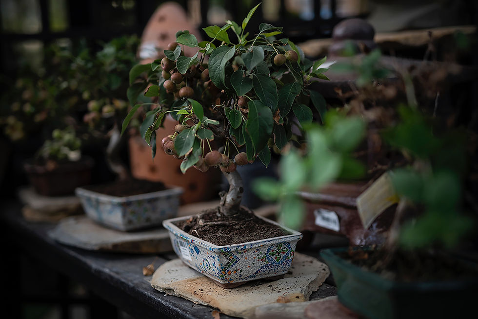 Smart Bonsai Care in 2026: IoT Sensors and Apps Every Beginner Should Know About