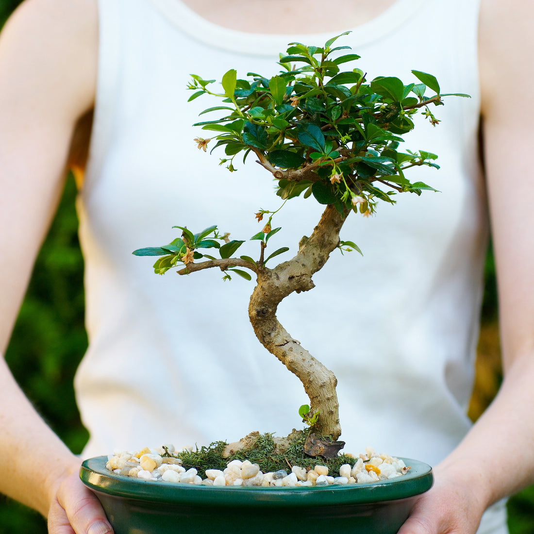 Bonsai for beginners